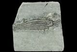 Crinoid (Scytellacrinus) Fossil - Crawfordsville, Indiana #125908-1